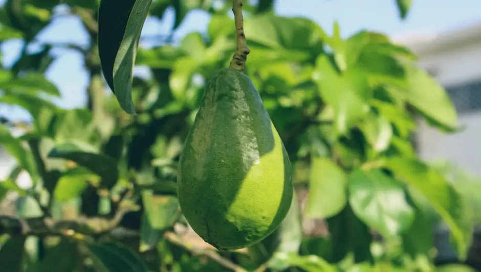 how to grow an avocado from a seed indoors