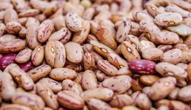 how to grow pinto beans indoors