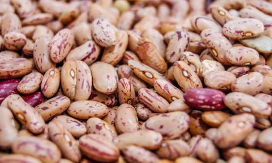 how to grow pinto beans indoors