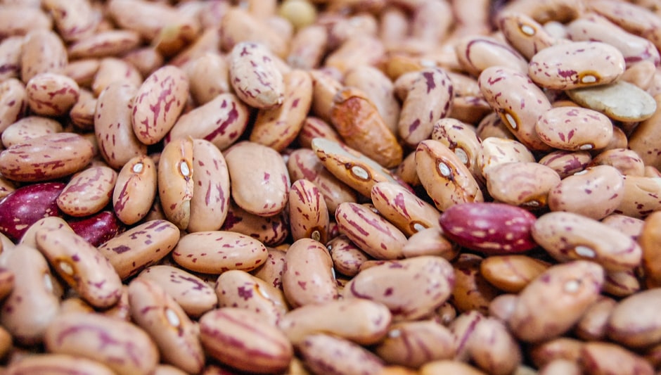 how to grow pinto beans indoors