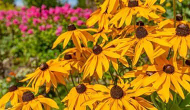 when do you plant rudbeckia seeds