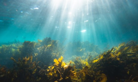 what is the meaning of aquatic plants