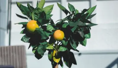 how to grow a lemon tree in washington state