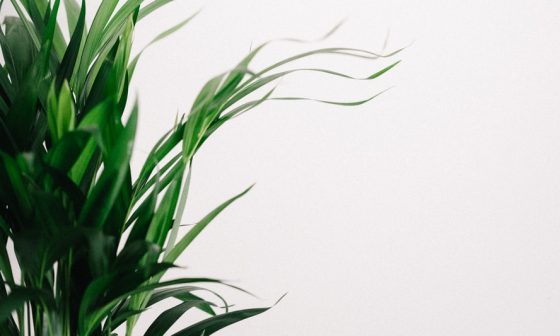 where to see fall foliage in new hampshire