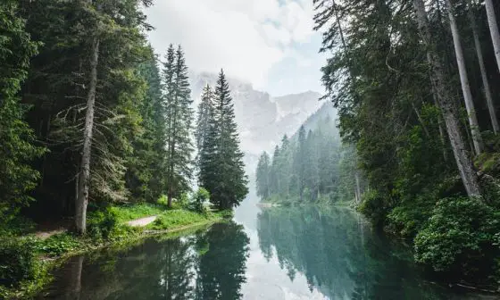 what veggies grow on trees