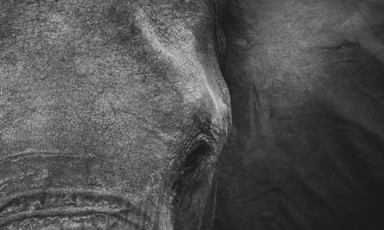 when to harvest elephant garlic