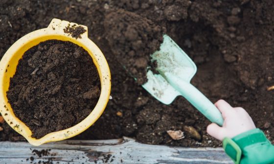 how to grow asparagus in a raised bed