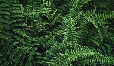 how to grow ferns indoors