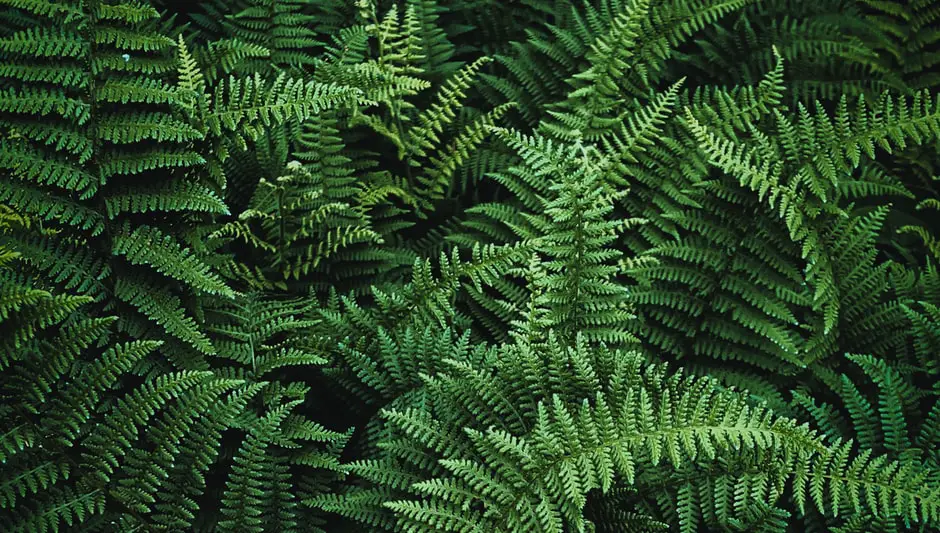 how to grow ferns indoors