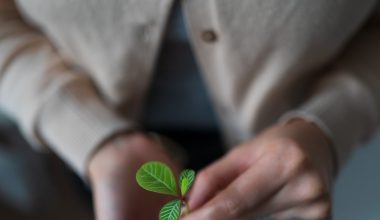 what does feminized seeds mean