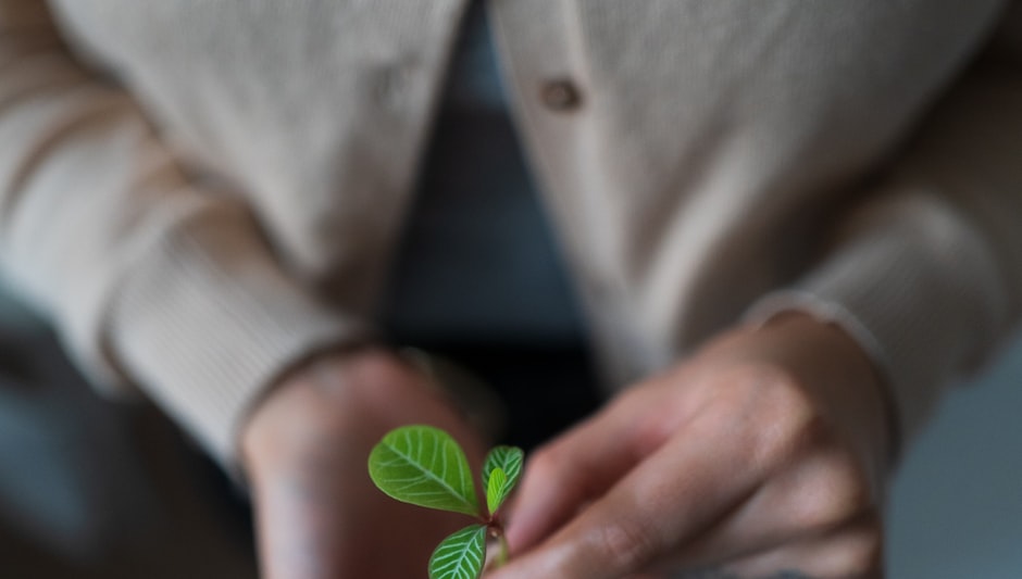 what does feminized seeds mean