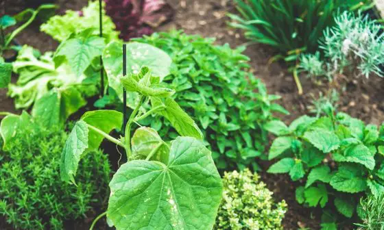 what should i put under my raised garden bed