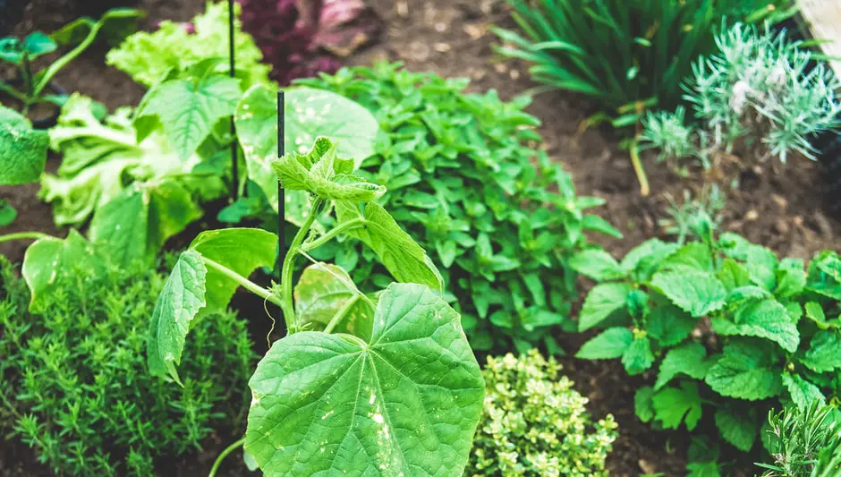 What Should I Put Under My Raised Garden Bed? (1minute Read)