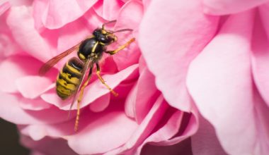 do wasps help pollinate