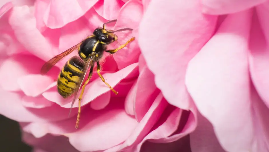 do wasps help pollinate