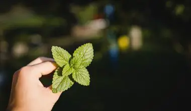 how tall do mint plants grow