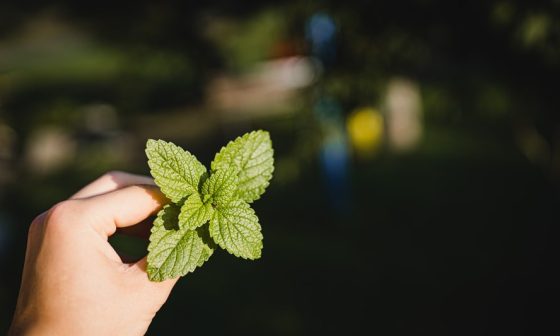 how tall do mint plants grow
