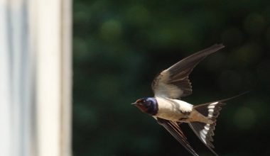 do swallows eat seeds