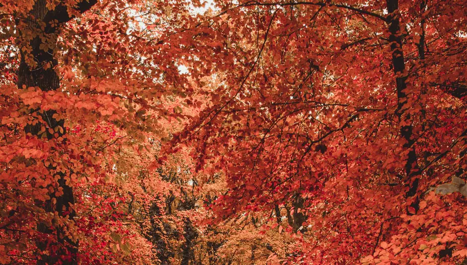 what to harvest in october