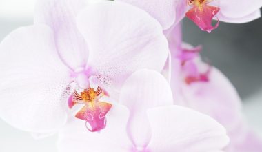 how to regrow orchids