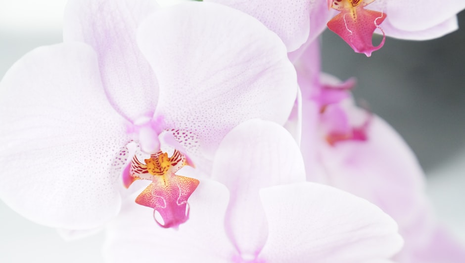 how to regrow orchids