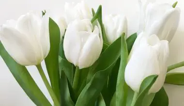 are tulips perennials