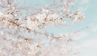 how to grow japanese weeping cherry tree from seed