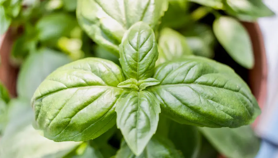 how to harvest thai basil