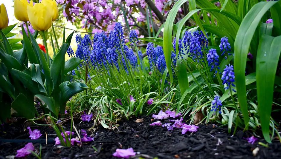 how to get your dog to stop eating mulch