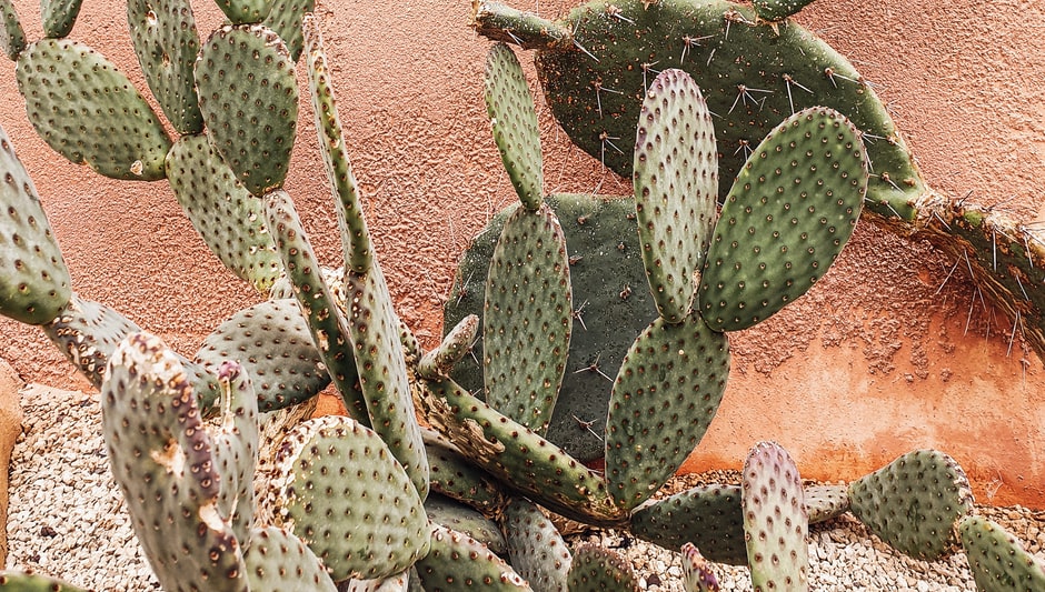 how to propagate cactus and succulent plants