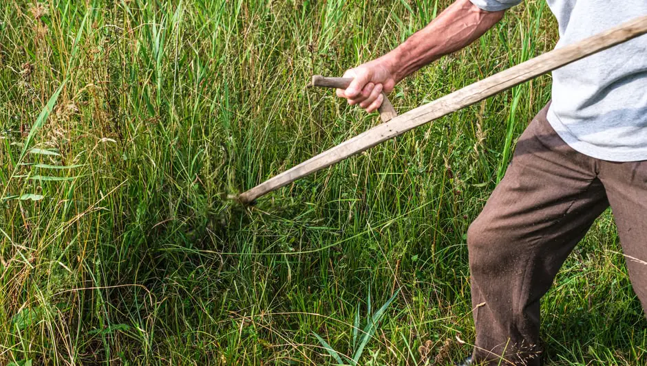 how often do you need to mow your lawn