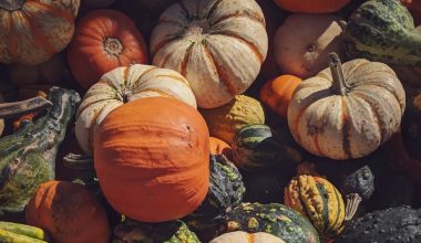 how many seeds in a pumpkin