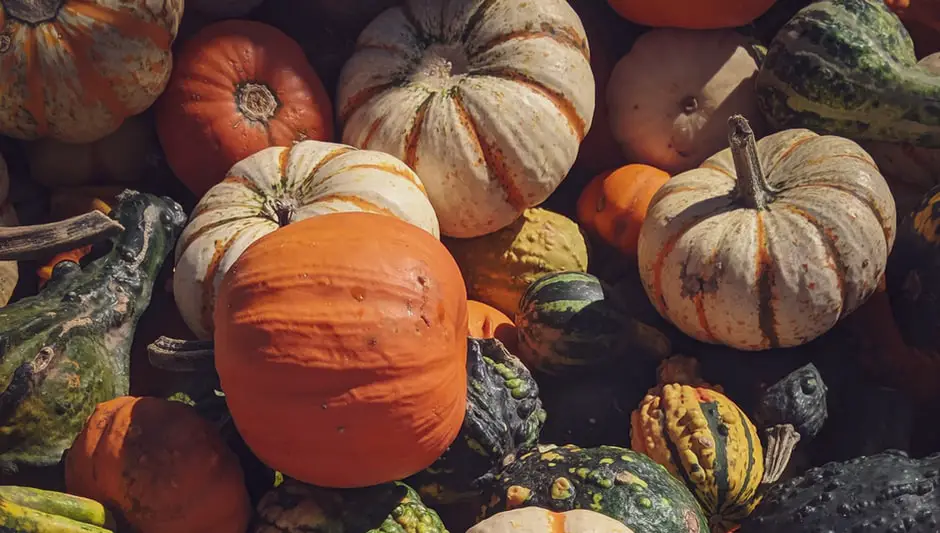 how many seeds in a pumpkin