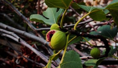 what kind of fig tree do i have