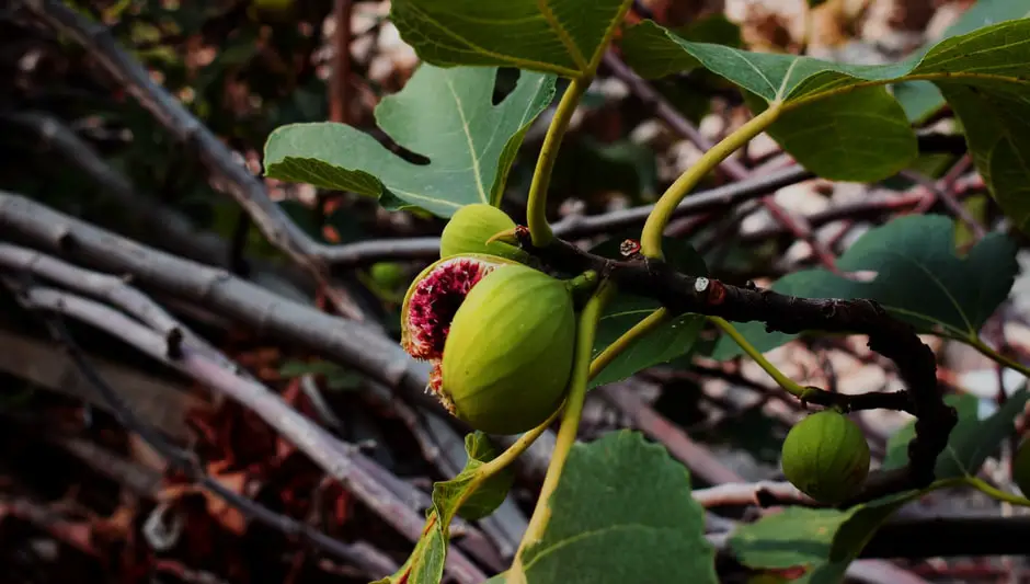 what kind of fig tree do i have