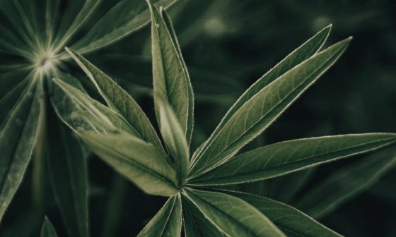 how to use hemp seed oil for cooking