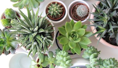 how to grow succulents from seeds