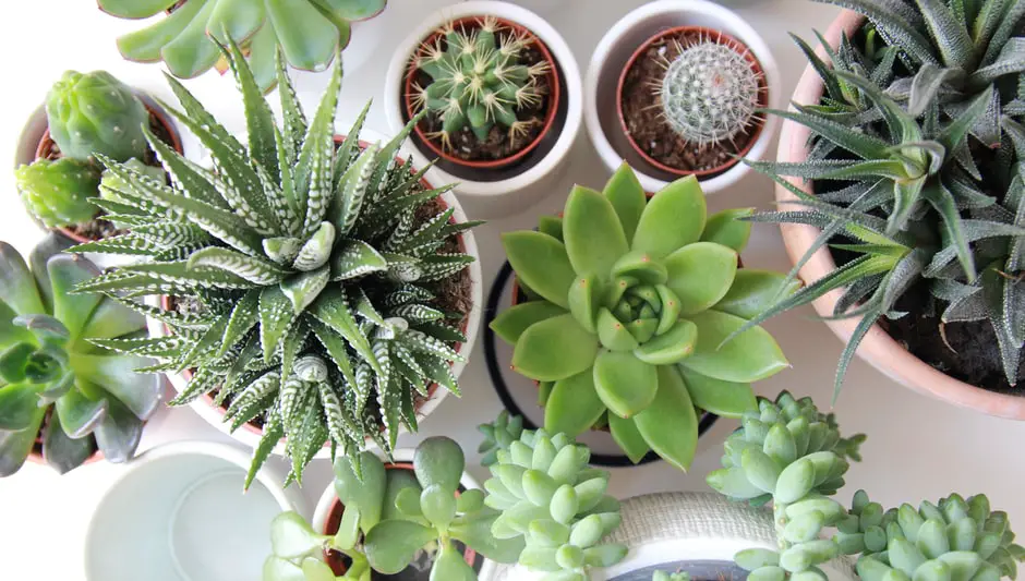 how to grow succulents from seeds