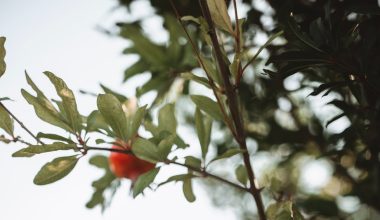 do pomegranate trees lose their leaves