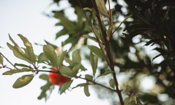 do pomegranate trees lose their leaves