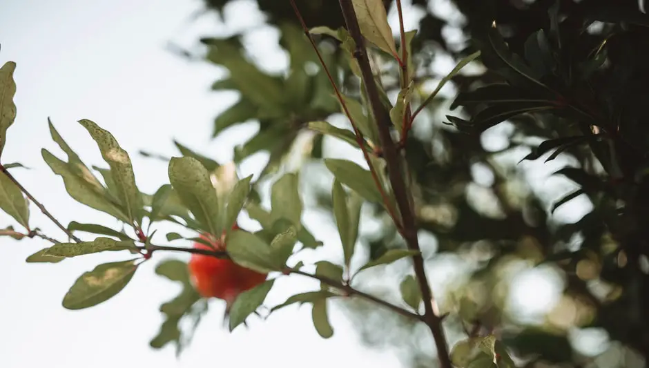 do pomegranate trees lose their leaves