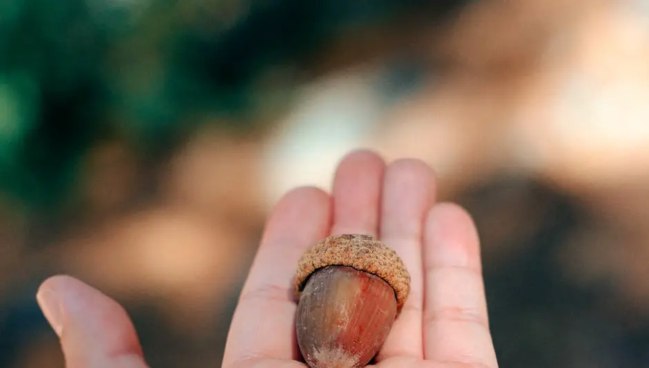 do oak trees have acorns