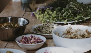 how to harvest herbs