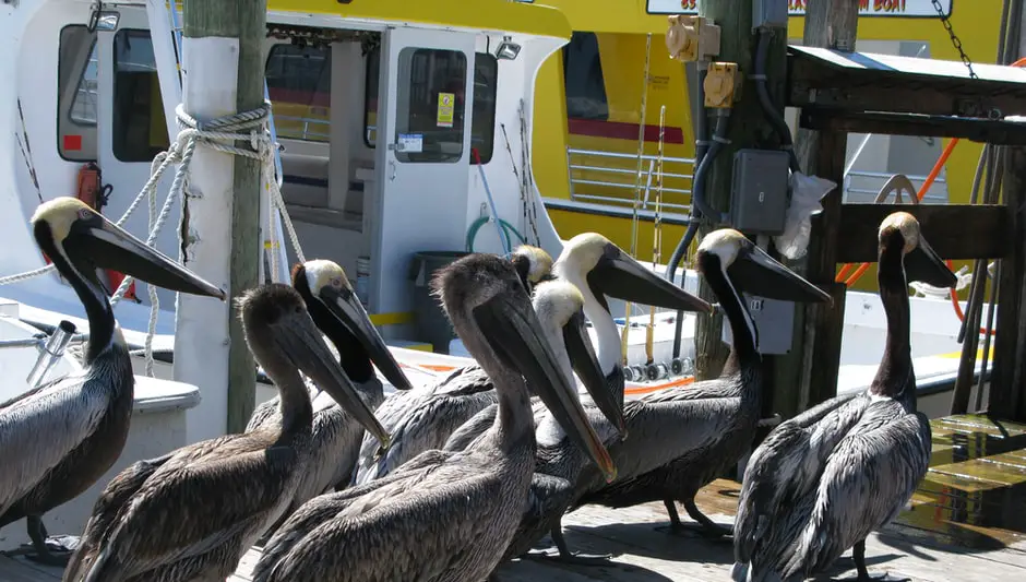Is Flowering Cabbage A Perennial? (Explained for Beginners)