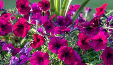 what hanging baskets attract hummingbirds