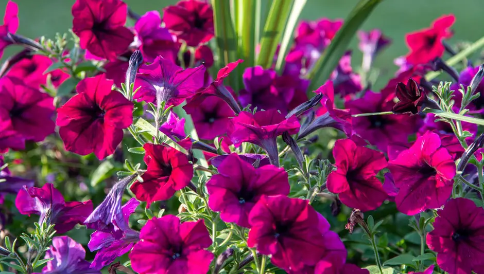 what hanging baskets attract hummingbirds