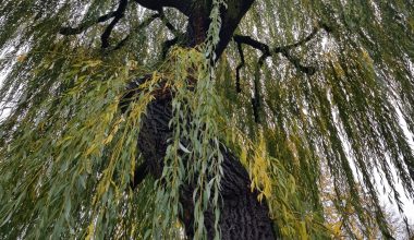 how to prune a willow tree