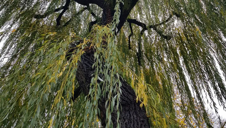 how to prune a willow tree