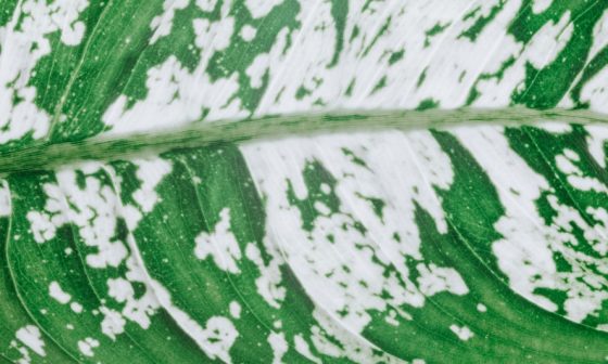 why are my dumb cane leaves turning brown