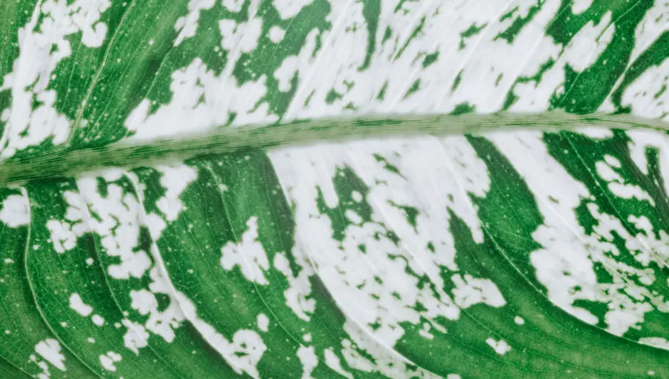 why are my dumb cane leaves turning brown